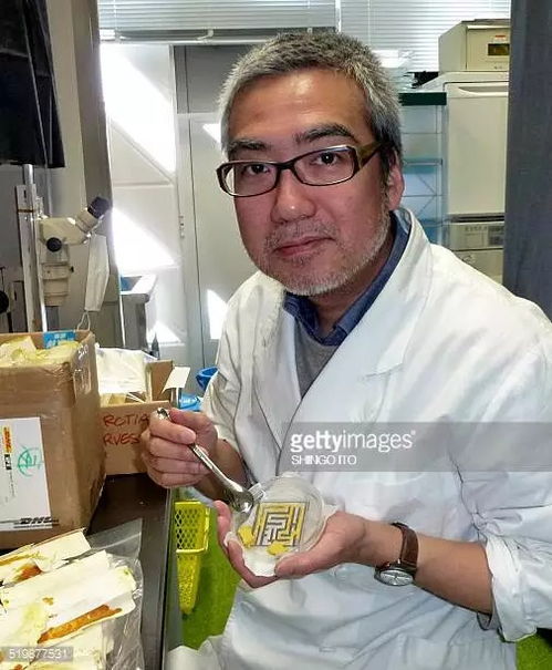 无脑亦有智慧 单细胞史莱姆走迷宫、规划交通的真实奇迹